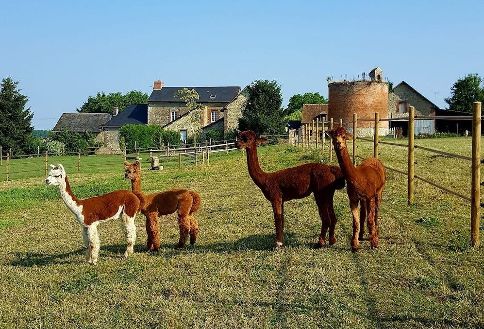 Ferme D'animaux Avec Deux Enfants