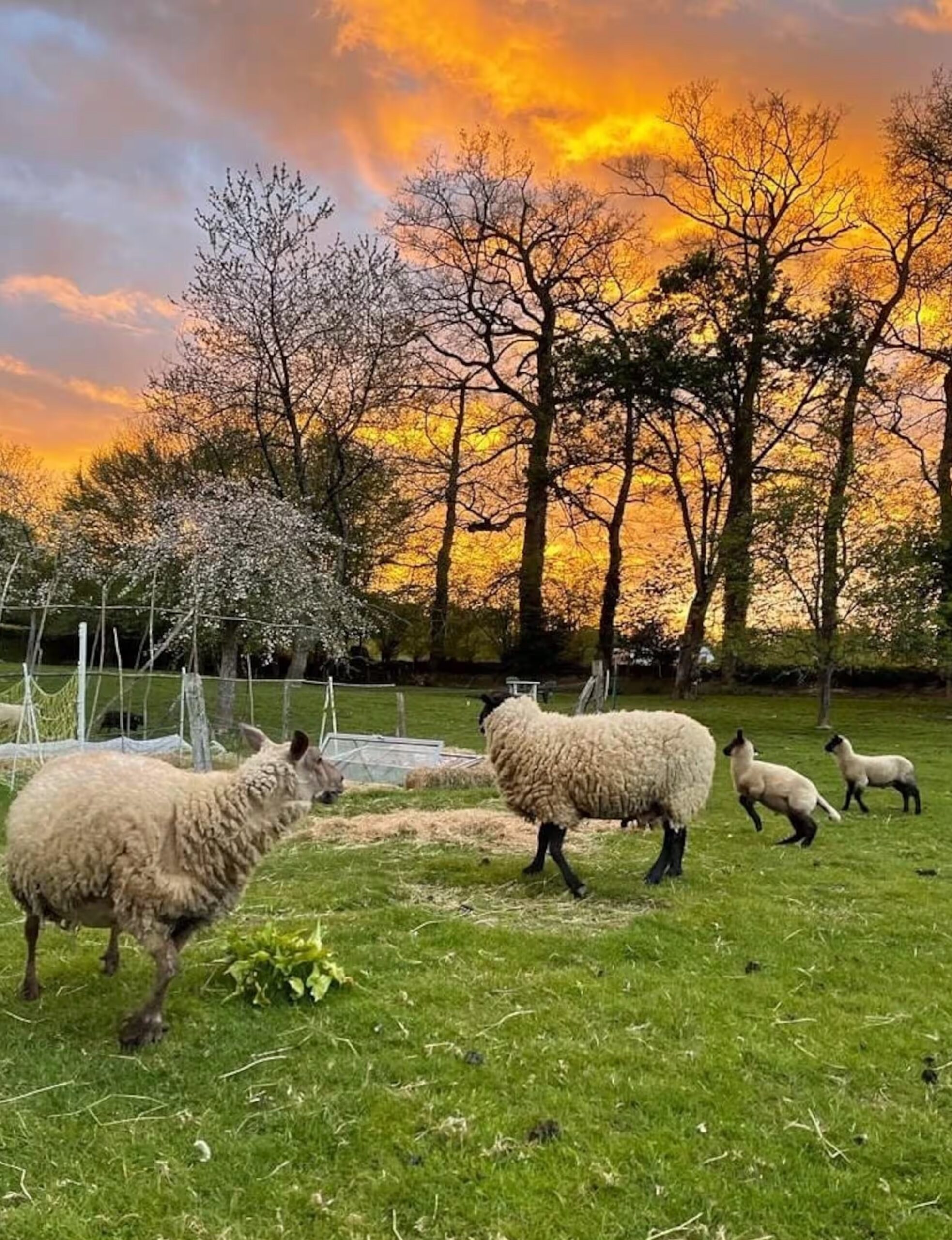 gite-a-la-ferme-normandie-animaux